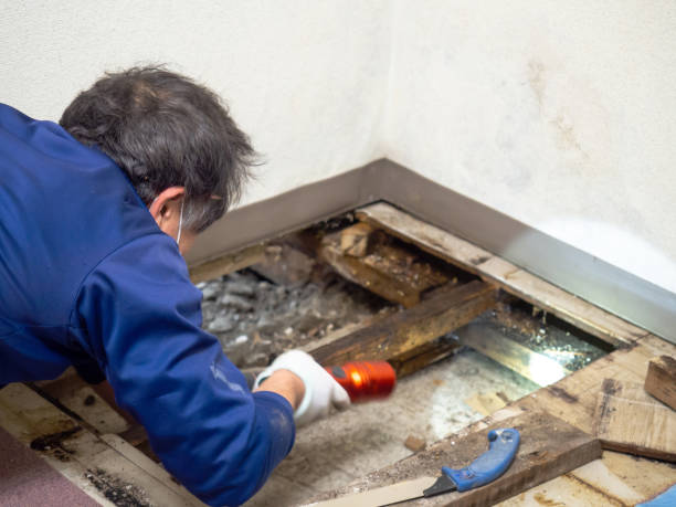  Leavenworth, KS Mold Removal Pros