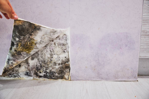 Best Mold Remediation  in Leavenworth, KS